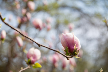 Blooming magnolia tree with  pink flowers in spring day. In the background are branches and leaves of magnolia in a botanical garden. Close-up.