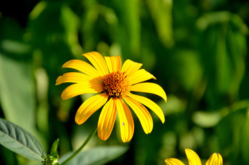 Yellow chrysanthemum in the garden on a summer day
