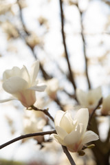  Blooming magnolia tree with white flowers in spring day. In the background are branches and leaves of magnolia in a botanical garden. Close-up.
