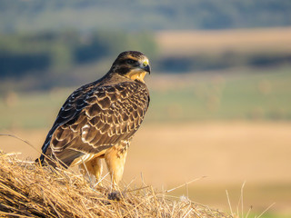 A horizontal photo of a swainson hawk sitting on a bale .