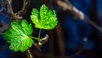 young leaves in forest