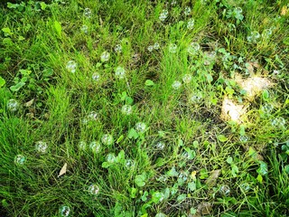 Summer fun in the park. Soap bubbles in green grass