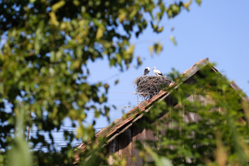 Family of storks living on a nest they made on top of an electricity pole in a rural area of Romania. Wild animals living between humans.