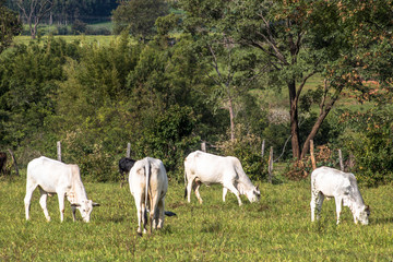 Obraz na płótnie Canvas Herd of Nelore cattle grazing in a pasture