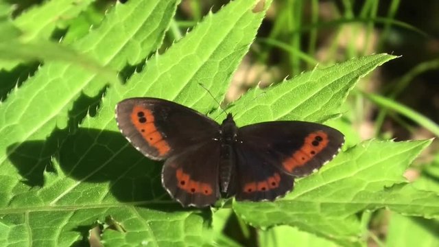 suoni colori insetti fiori del bosco prealpino