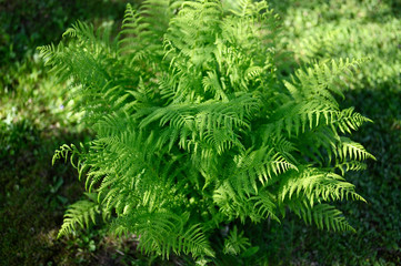 Fresh green fern leaves in nature.
