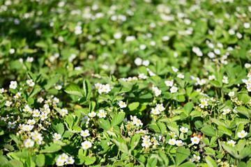 White flowers of strawberry outdoors.