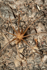 Desert Spider