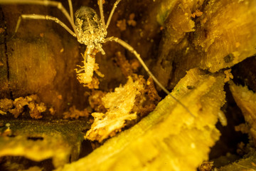 Harvestmen Eating Termite