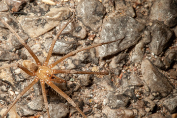 Desert Spider