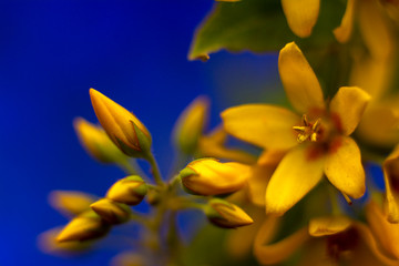 Yellow flowers blossom in summer time on sky background with bad. Copy space for text.