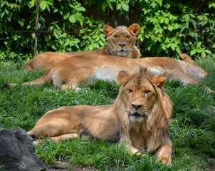Lion is one of the four big cats in the genus Panthera, and a member of the family Felidae. With...
