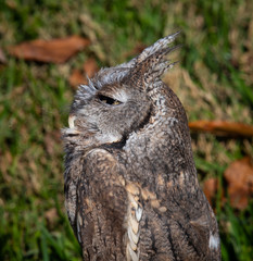Headshot of an Eastern Screech-owl