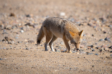 Coyote in Death Valley National Park