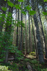 Forest and creek in Oregon