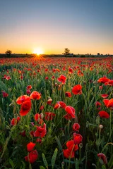 Gordijnen Poppy field © Belichtungsquartier