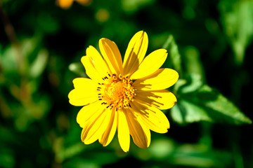 Flor