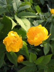 yellow flowers in the garden