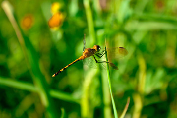 Dragonfly