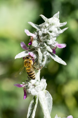 Closeup of honey bee (Apis mellifera) on woolly hedgenettle flowers (Stachys byzantina)