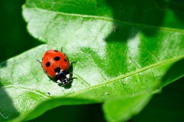 Czech ladybug on green leaf.