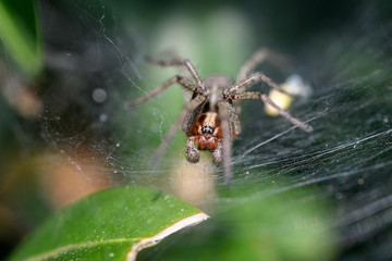 Spider on spider web near green leaves.