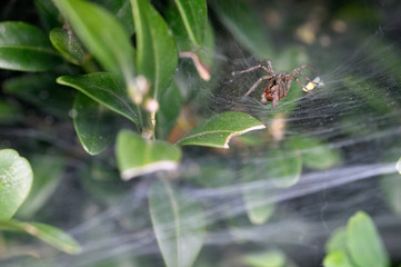 Spider on spider web near green leaves.