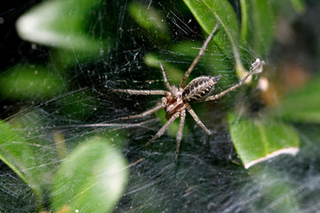 Spider on spider web near green leaves.