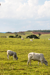 Obraz premium Herd of Nelore cattle grazing in a pasture