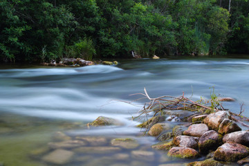 Obraz na płótnie Canvas river in forest
