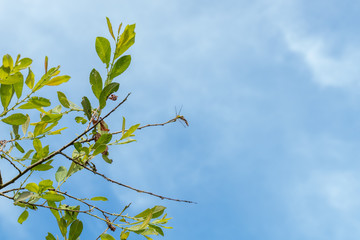 Blacktailed skimmer 4