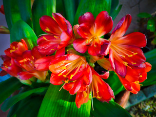Bush lily (Clivia miniata) is a flowering plant, it grows into large clumps. It grows to a height...