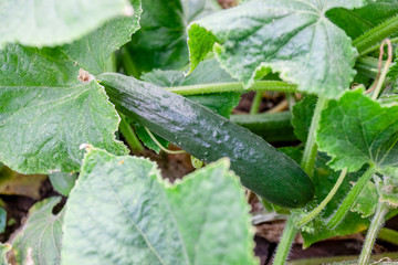 chinese cucumber slangen at garden bed. green and long vegetable cultivated at organic farm. agricultural concept.