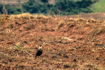 Caracara cheriway looking for food in a newly plowed area in the rural area