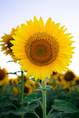 One sunflower flower against the sky. The field of sunflowers. Production of seeds and oil. Agriculture