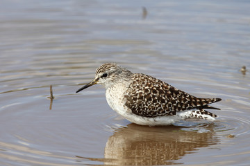 Afrikanische Schnepfe / African snipe or Ethiopian snipe / Gallinago nigripennis..