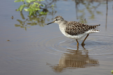 Afrikanische Schnepfe / African snipe or Ethiopian snipe / Gallinago nigripennis..
