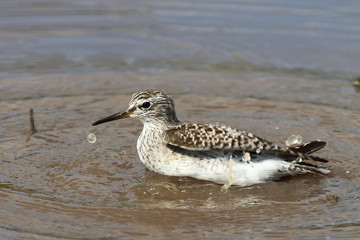 Afrikanische Schnepfe / African snipe or Ethiopian snipe / Gallinago nigripennis..