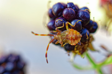 Wanze auf einem Brombeerstrauch als Makro