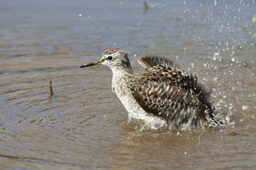 Afrikanische Schnepfe / African snipe or Ethiopian snipe / Gallinago nigripennis..