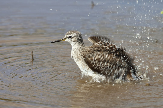 Afrikanische Schnepfe / African snipe or Ethiopian snipe / Gallinago nigripennis..