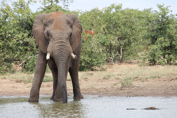 Afrikanischer Elefant / African elephant / Loxodonta africana