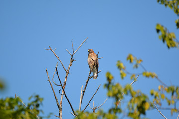 Broad Winged Hawk