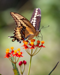 Giant Swallowtail Butterfly on Tropical Milkweed Flower 
