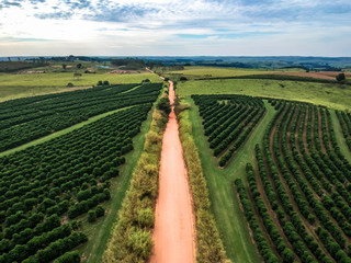 aerial view of coffee plantation field and coutry road in Sao Paulo State, Brazil