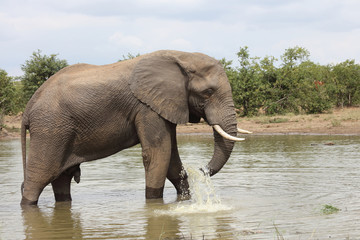Afrikanischer Elefant / African elephant / Loxodonta africana