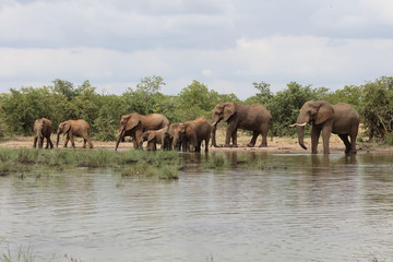 Afrikanischer Elefant / African elephant / Loxodonta africana