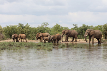 Obraz premium Afrikanischer Elefant / African elephant / Loxodonta africana