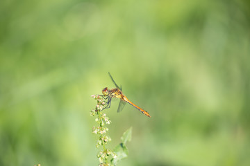 dragonfly on leaf