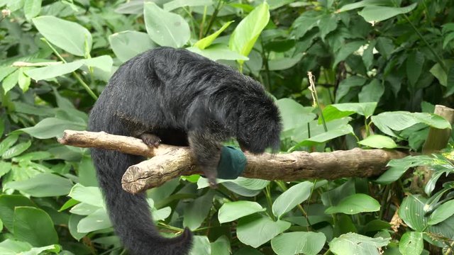 Bearcat walking on the tree and eat some food.